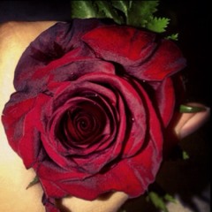 z_alawi