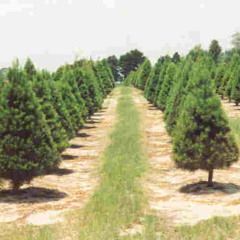 Sand Pines Productions