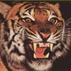 Zlaja Tigra