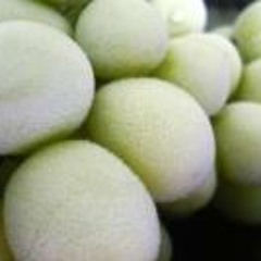 Frozen Grapes
