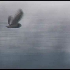 Grey OwL
