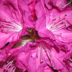 betulawitchita