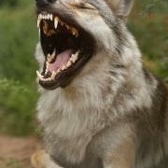 Kiba Urufu