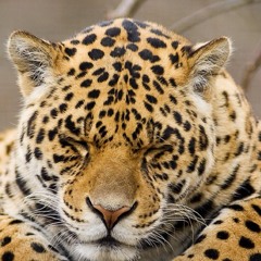 Djjaguar