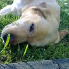 Enrico Il Balla Ballani