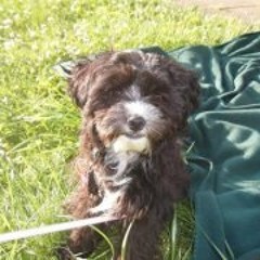 Test