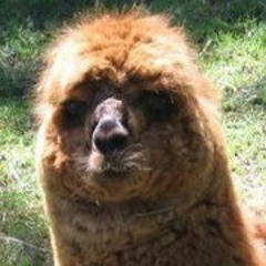 Black Oriens - Behind The Curtains Of Pain