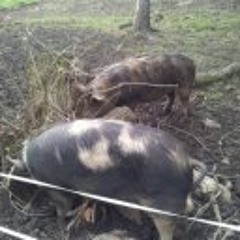 Johan Arne Pettersson