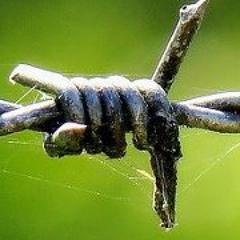 Ali Alborom Syriafree