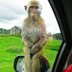 COFE MATE - Sirilo Music