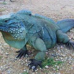 Blue Iguana