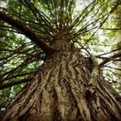 Howling Wolves by a stream