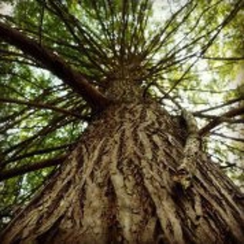 Howling Wolves by a stream