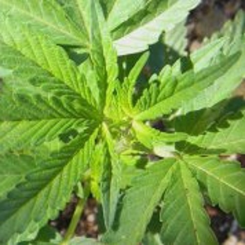Fresno County rethinks cannabis cultivation