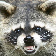 The Coon