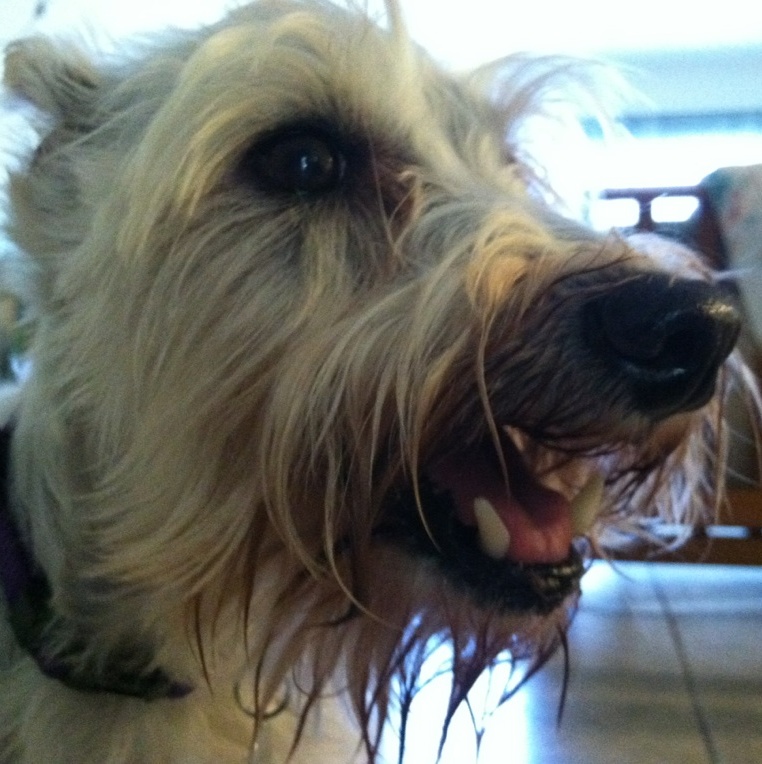 Life Advice Radio cover art