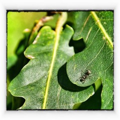 AndAWan - FieldSounds