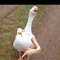 mr middo