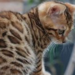 Aleksandra Béranger