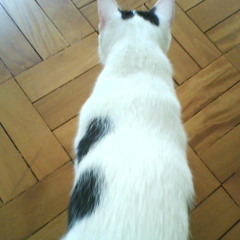 'Getting Away With Murder' - T. Bruno e S. Mateen