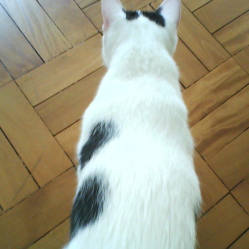 'Getting Away With Murder' - T. Bruno e S. Mateen