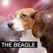 thebeagle