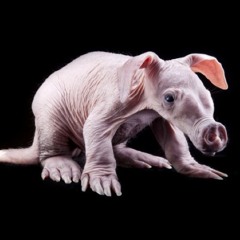 Daark Aardvark