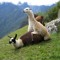 Llama Attack