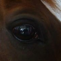 Babu Barbara Žaborybí