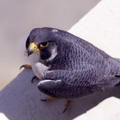 Nzongo sambagawalo Kess