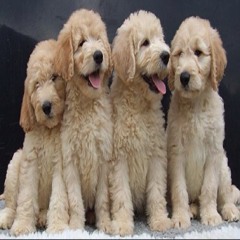 Karen Seaman Turner.