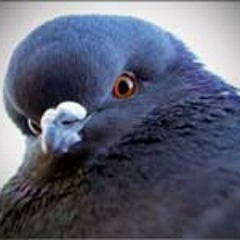 PiG30n (DJPigeon)