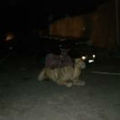 Fugitive Sound System