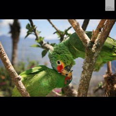 khaterat ayad ke onshab