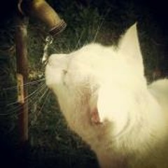 Regina Crisosto Jequier