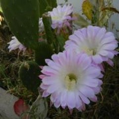 My Island music and more.