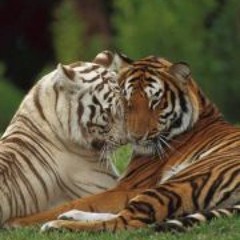 Mollie Footy Brennand