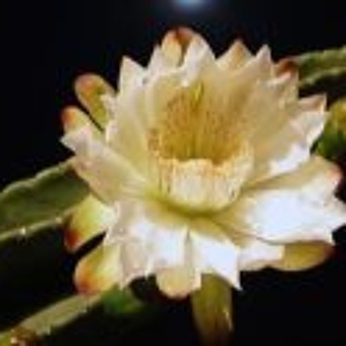 07 Faixa 7