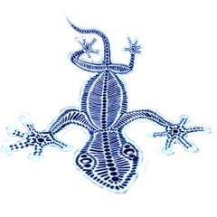 gecko404