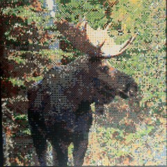 Angreh Moose