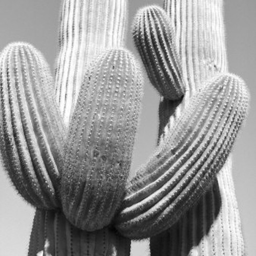 wet cactus wet cactus album download wet cactus wet cactus album download