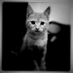 Prrrrrrr