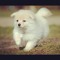 Pomeranian Yap