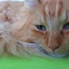 Claudia Copraij-Weggemans