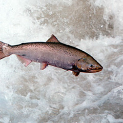 Bad Salmon