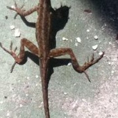 Ronan Demarcco Driscoll