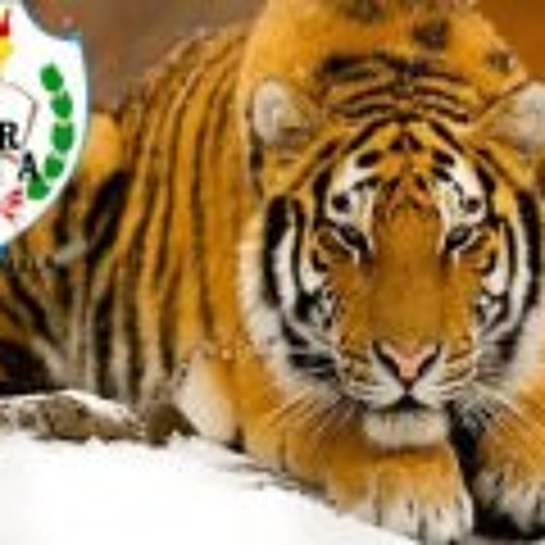 Duro Duro Remix - Reggae Man  Ft.  Dj Antonio - Deejay Black - Dee J Richard (The Boss)