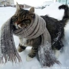 Konstantin  Samoylovich