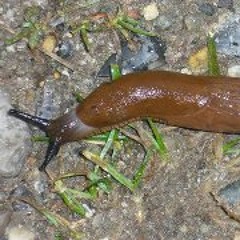 Simon Skytte Simonsen