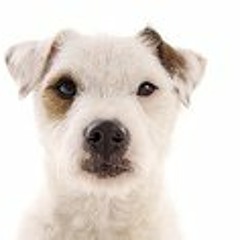 Eli Heermann Böckelühr